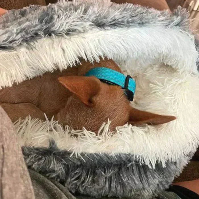LUMINARA - The Premium Pet Bed