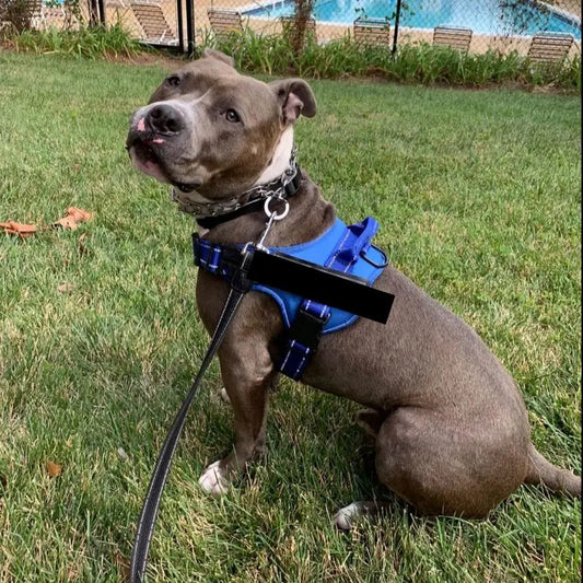 LUMINARA - Personalized No Pull Dog Harness