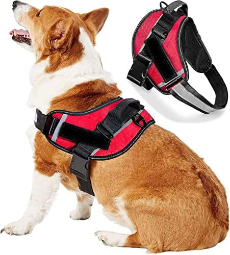 LUMINARA - Personalized No Pull Dog Harness
